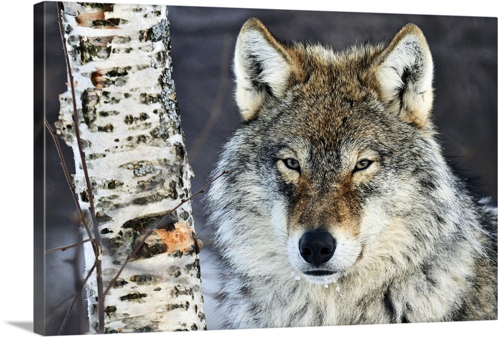 Big canvas photo of the up close of a wolf's face next to a tree trunk staring at the camera.