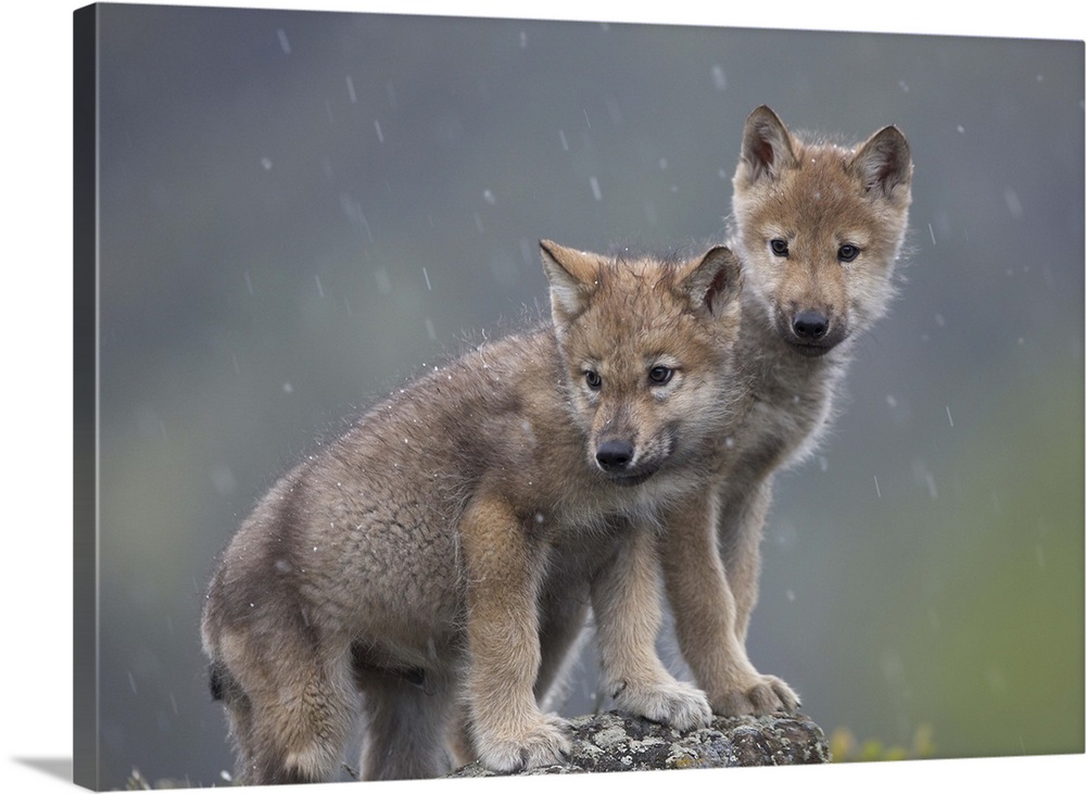 Gray Wolf (Canis lupus) pups in light snowfall, North America