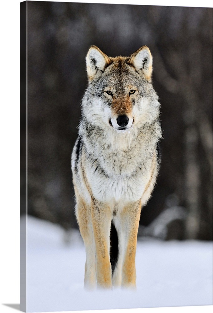 Gray Wolf (Canis lupus) standing in the snow, Norway Wall Art, Canvas