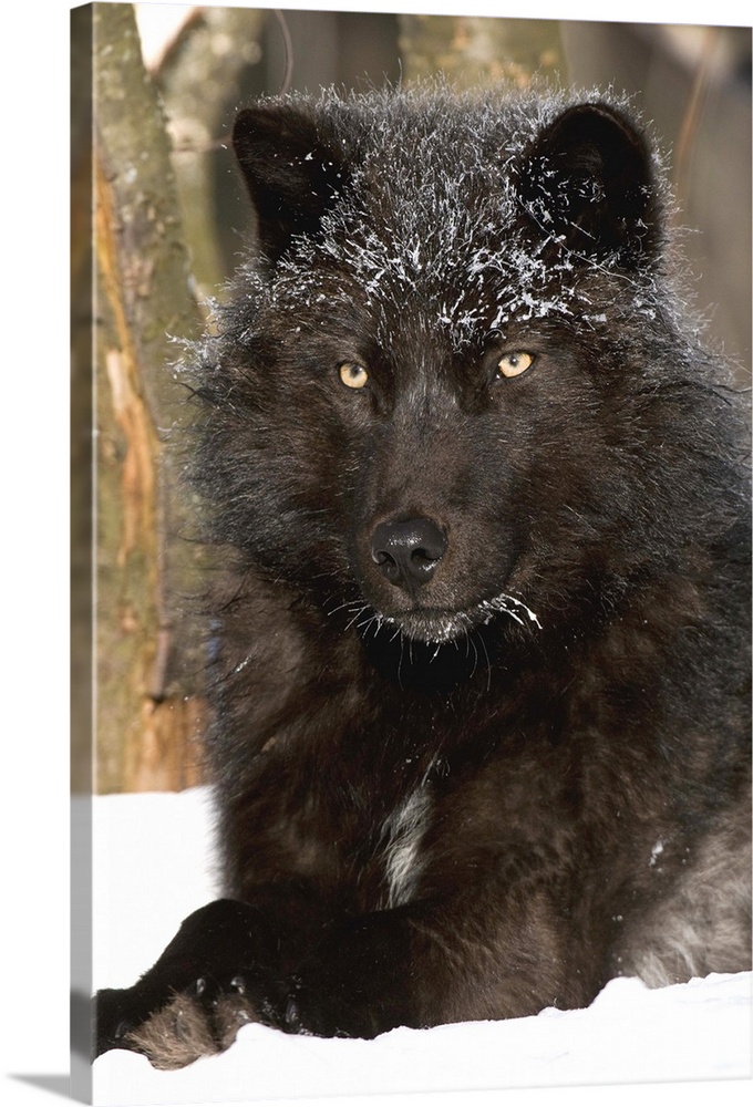 Gray, Wolf melanistic individual resting in snow, North America.