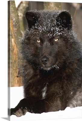 Gray Wolf, melanistic individual resting in snow
