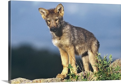 Gray Wolf pup, Montana