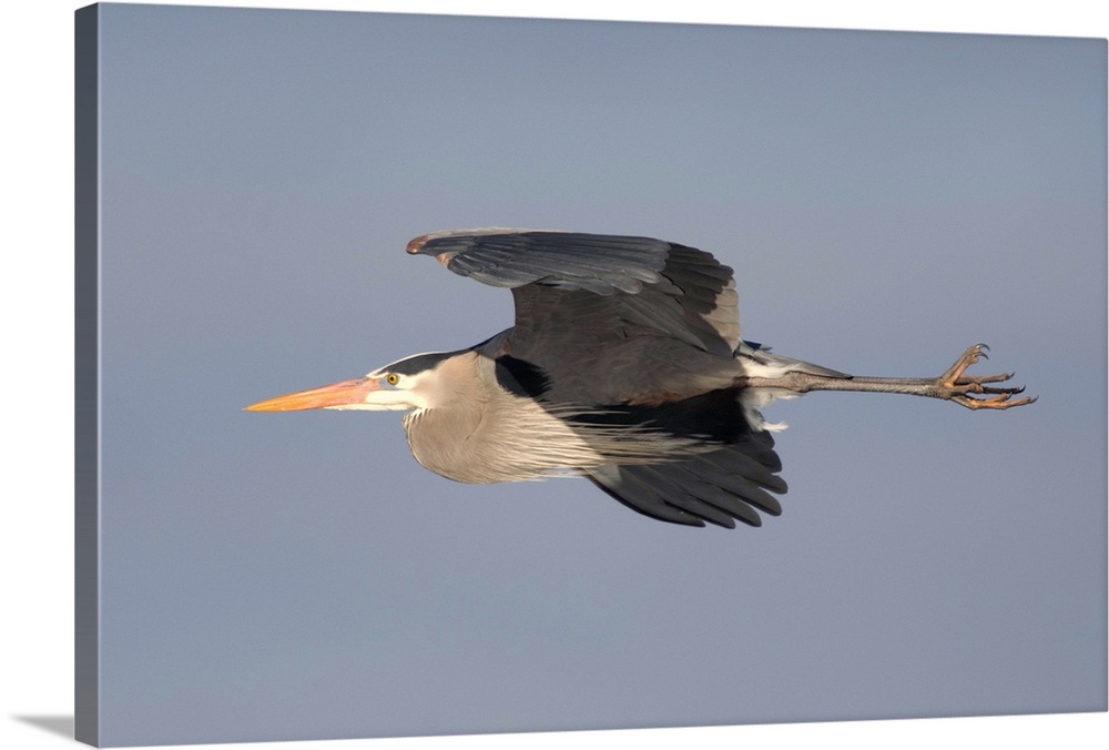 great blue heron (Ardea herodias) Flight, Kensington Metro Park MI