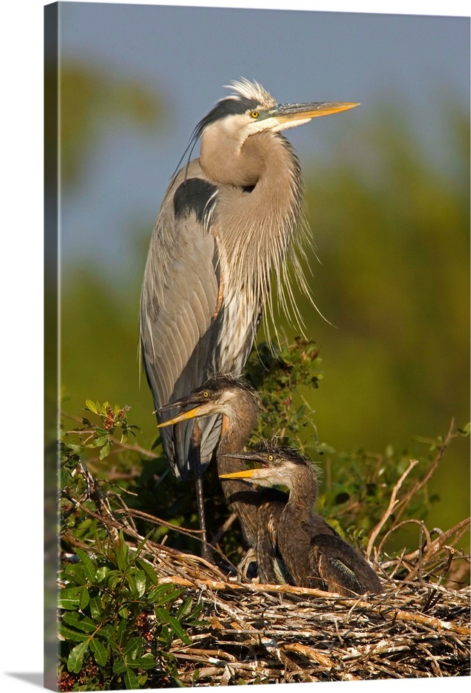 Great Blue Heron parent in nest with chicks, Venice Rookery, Florida