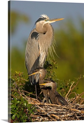 Great Blue Heron parent in nest with chicks, Venice Rookery, Florida