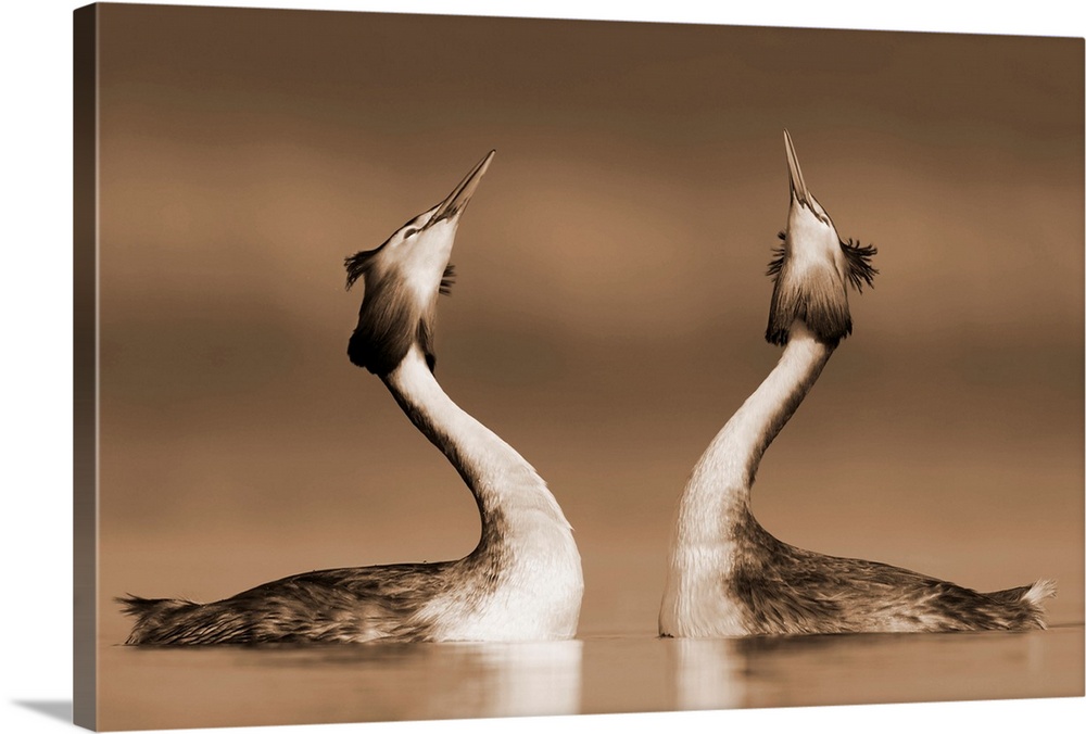 Great Crested Grebe (Podiceps cristatus) pair courting, Netherlands.