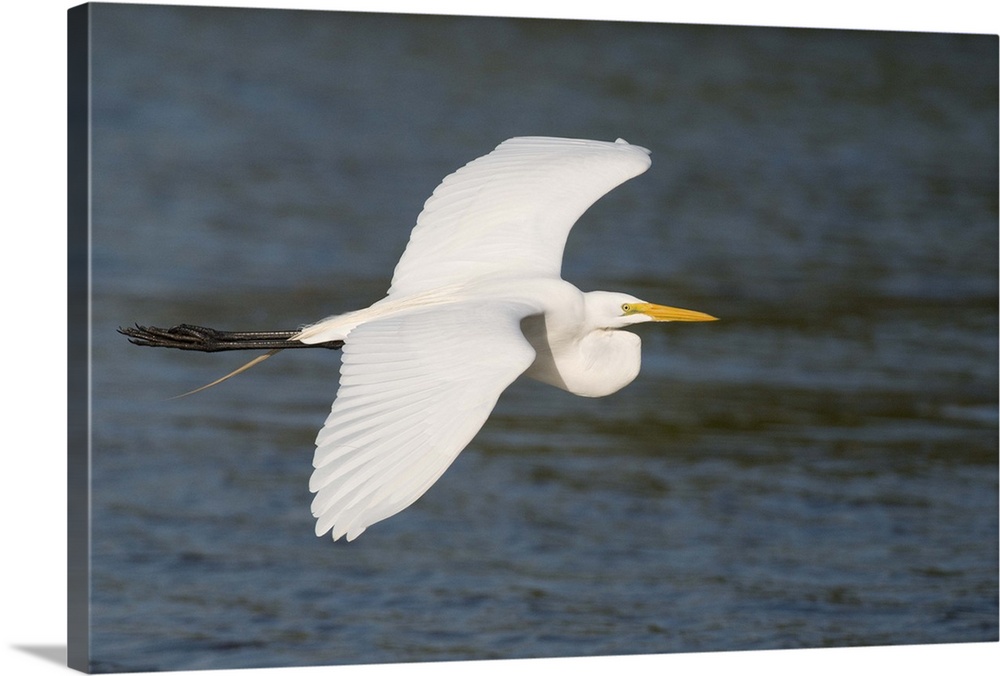 great egret (Casmerodius albus), Flight, Fort Meyers FL