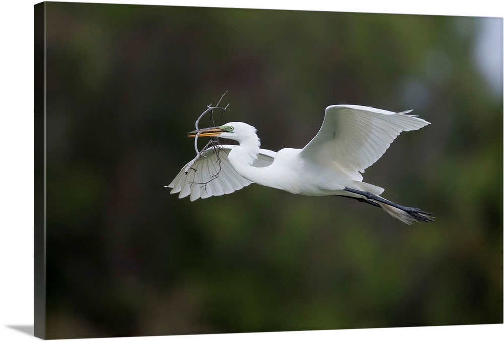 Great Egret carrying nesting material, Florida