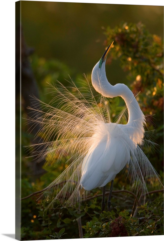 Great Egret displaying during courtship in breeding plumage, Florida
