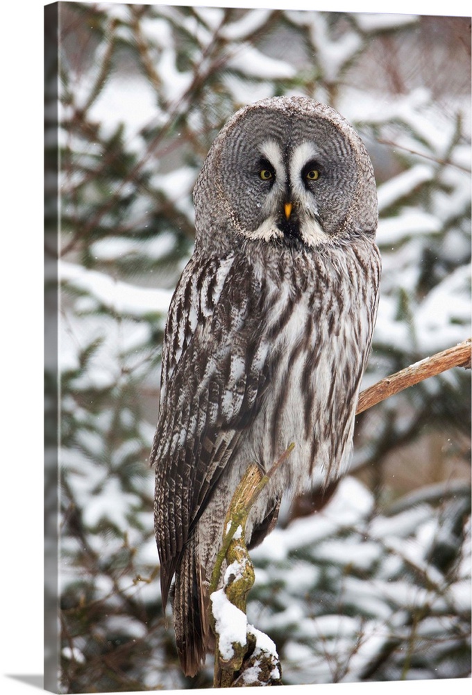 Great Grey Owl (Strix nebulosa) perched in fir tree in winter, Germany