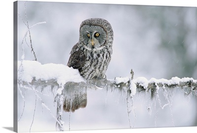 Great Gray Owl perching on a snow-covered branch, British Columbia, Canada