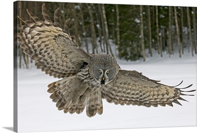 Great Grey Owl (Strix nebulosa), Finland