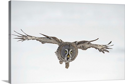 Great Grey Owl (Strix nebulosa) flying, Finland