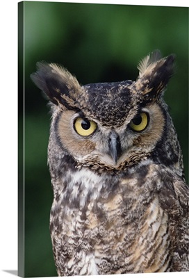 Great Horned Owl (Bubo virginianus) close-up portrait, North America