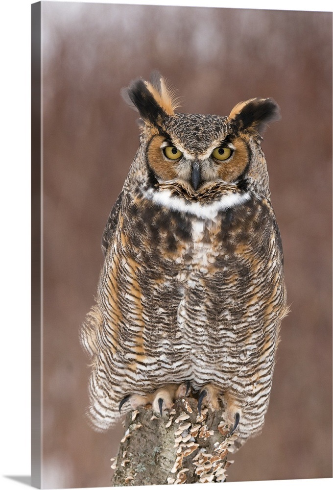 Great Horned Owl (Bubo virginianus), Howell Nature Center, Michigan ...