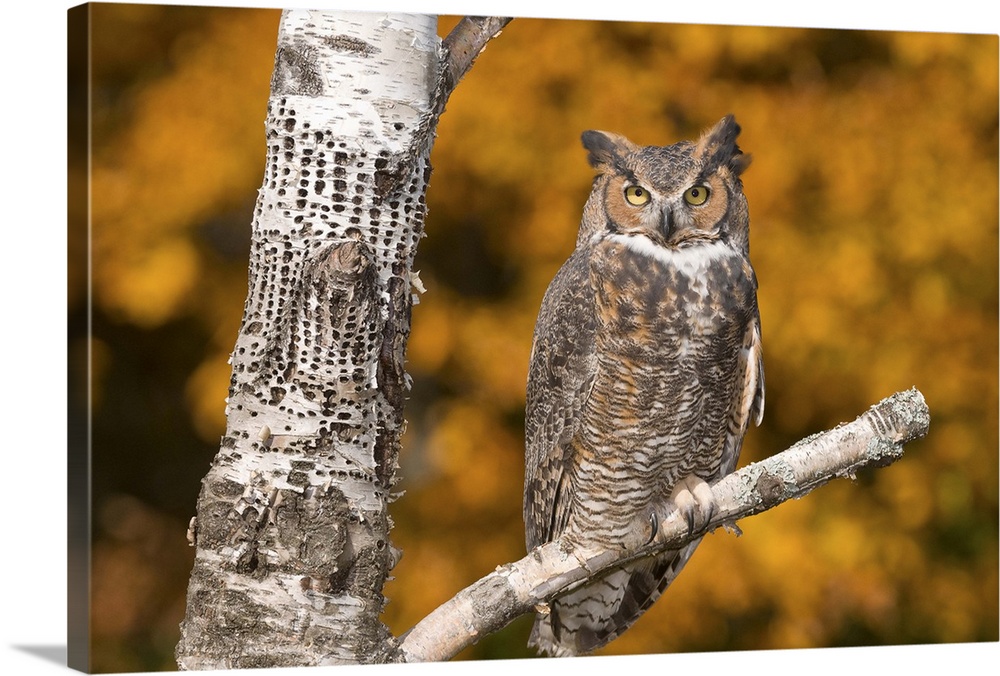 great horned owl (Bubo virginianus), Fall color, Captive, Howell Nature center, MI