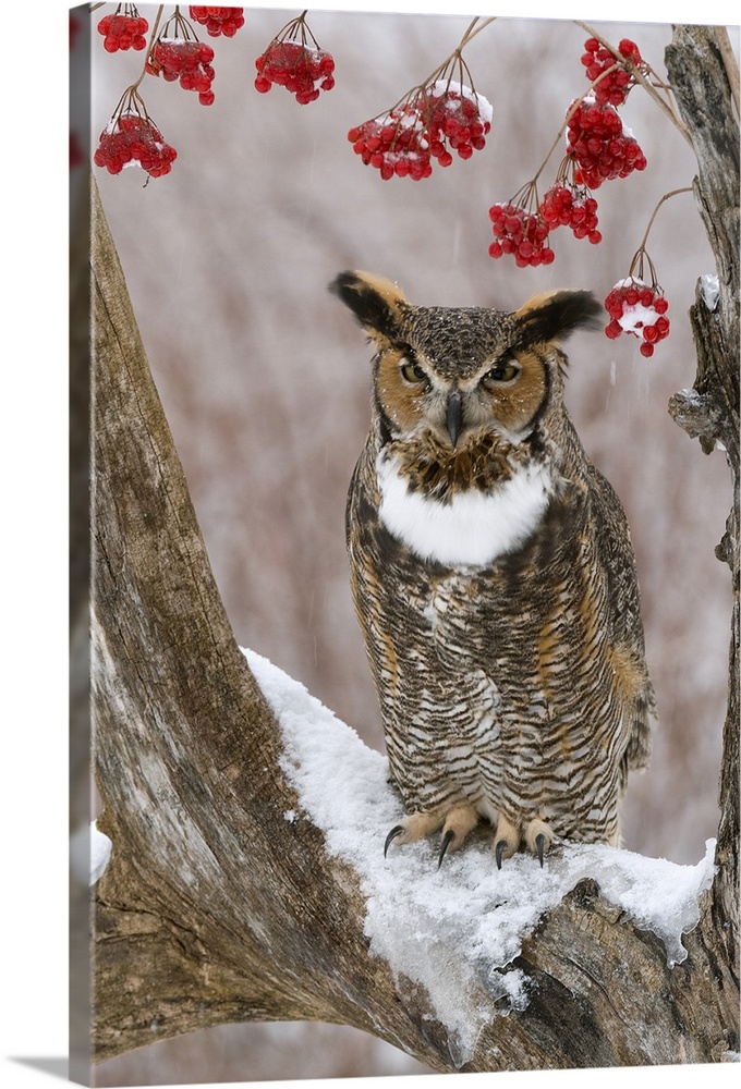 great horned owl (Bubo virginianus), Captive, HowellNature Center, MI