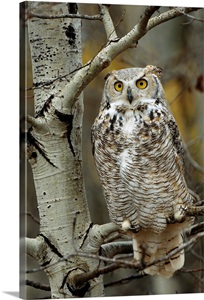 Great Horned Owl (Bubo virginianus) pale form, perched in tree, Alberta, Canada image thumbnail