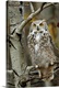 image thumbnail of Great Horned Owl (Bubo virginianus) pale form, perched in tree, Alberta, Canada
