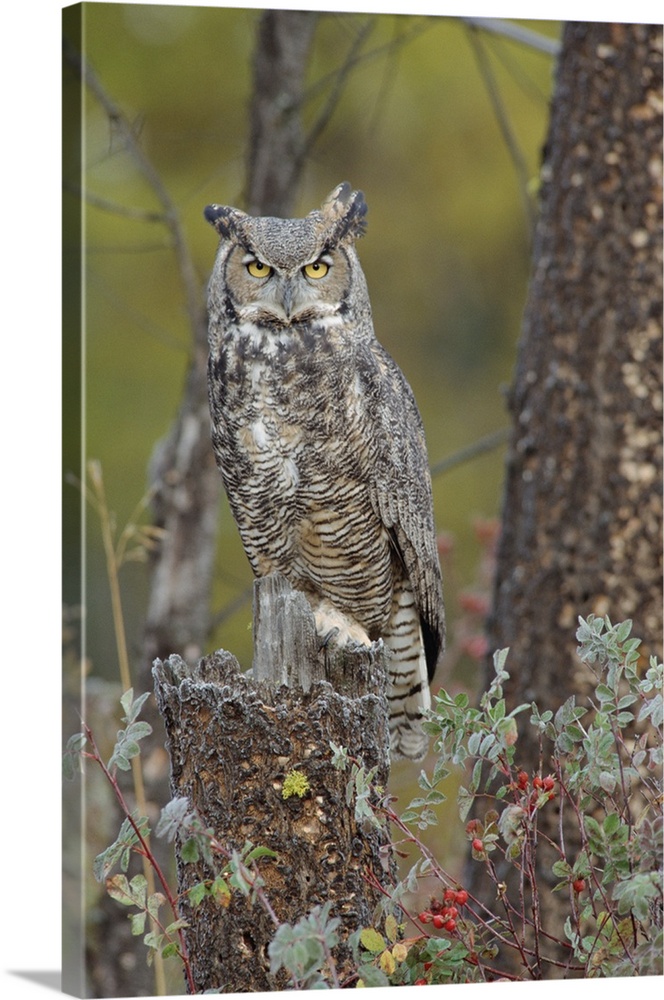 Great Horned Owl in its pale form perching on snag, British Columbia, Canada