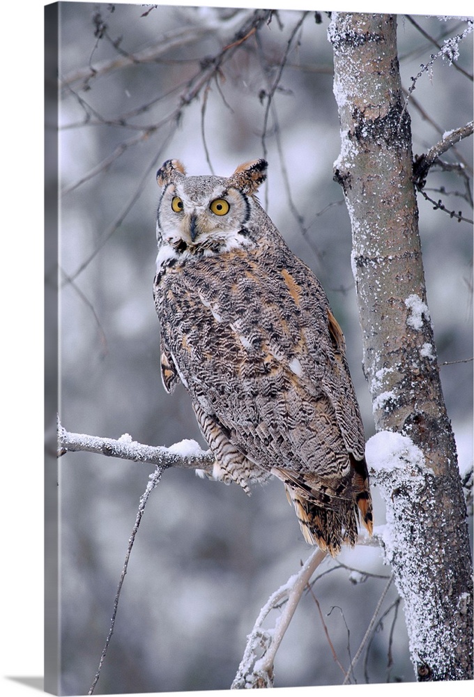 Great Horned Owl perched in tree dusted with snow, British Columbia, Canada