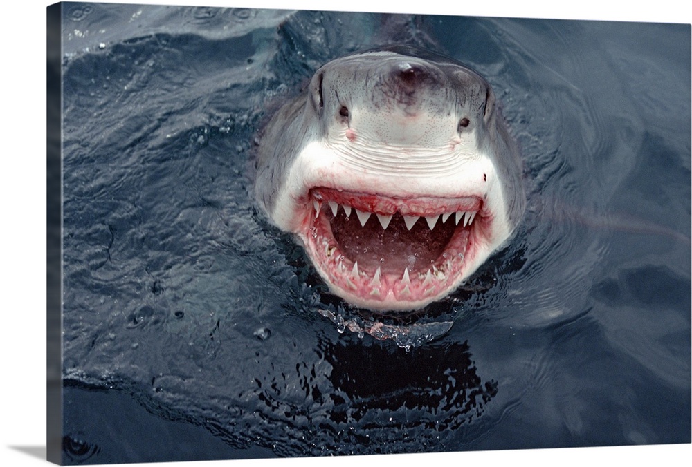Great White Shark (Carcharodon carcharias) at surface, South Australia