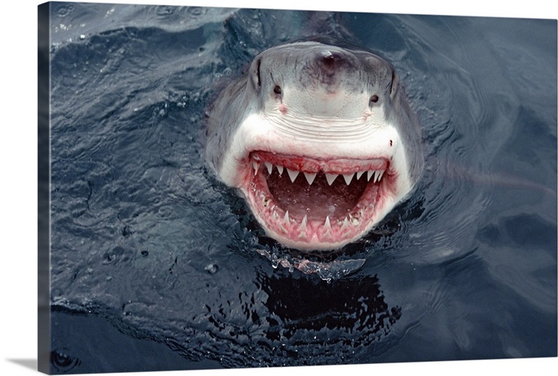 White Shark, Carcharodon carcharias (Linnaeus, 1758) - The Australian Museum