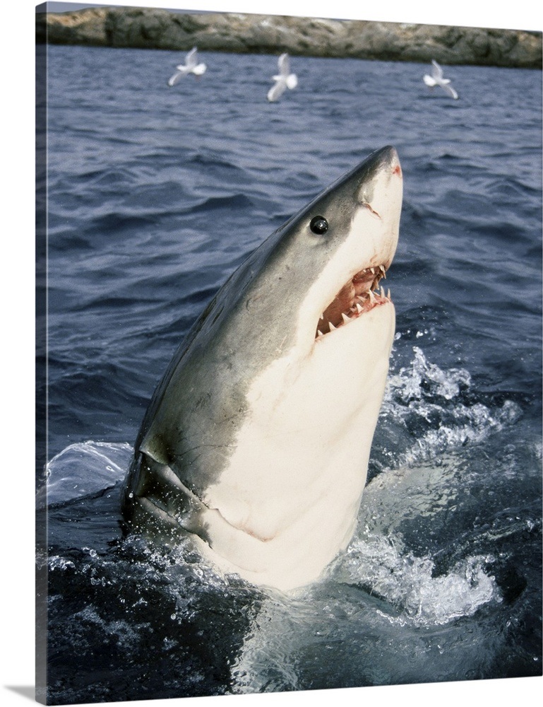 Great White Shark (Carcharodon carcharias), Neptune Islands, Australia