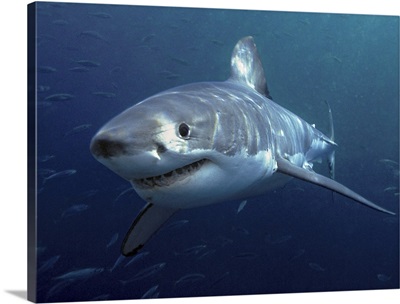 Great White Shark (Carcharodon carcharias), Neptune Islands, Australia