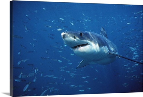 Great White Shark swimming through a school of fish | Great Big Canvas