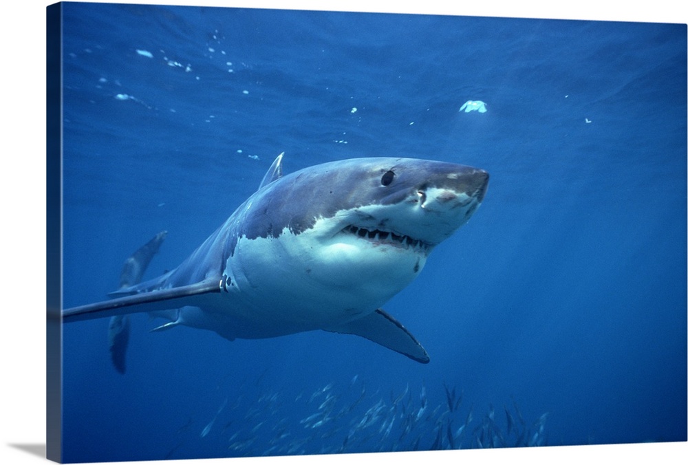 GREAT WHITE SHARK SEA   WALL POSTER ART PICTURE PRINT LARGE HUGE