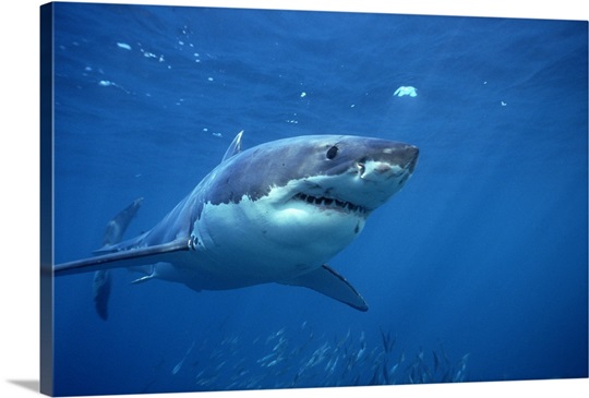 Great White Shark swimming underwater Photo Canvas Print | Great Big Canvas