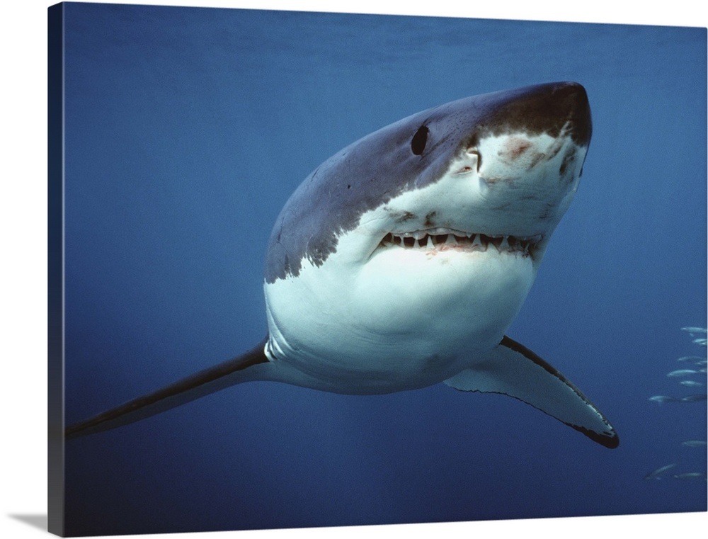 Great White Shark swimming underwater Wall Art, Canvas Prints, Framed ...