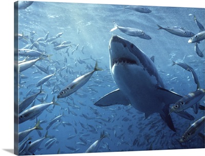 Great White Shark with schooling fish