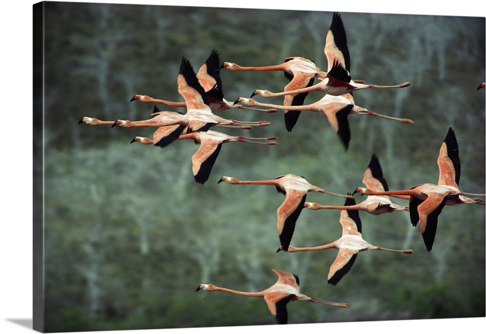 Greater Flamingo (Phoenicopterus ruber) group courtship flight over salt lagoon, Punta Cormorant, Floreana Island, Galapag...