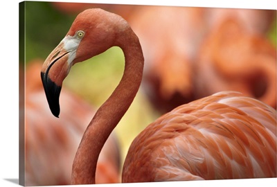 Greater Flamingo (Phoenicopterus ruber), Jurong Bird Park, Singapore