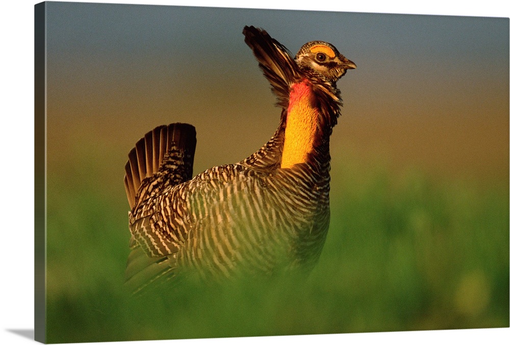 Greater Prairie Chicken male in courtship display, Eagle Lake, Texas