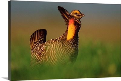 Greater Prairie Chicken male in courtship display, Eagle Lake, Texas
