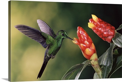 Green-crowned Brilliant hummingbird, with Spiral Flag  ginger flowers, Costa Rica