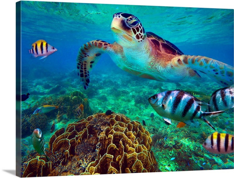 Green Sea Turtle And Sergeant Major Damselfish, Negros Oriental 