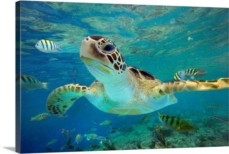 Green Sea Turtle (Chelonia mydas), Balicasag Island, Philippines ...