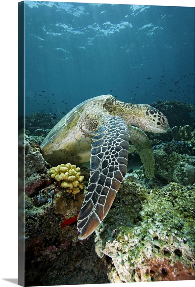 Green Sea Turtle (Chelonia mydas) on coral reef, endangered, Sipadan Island, Celebes Sea, Borneo