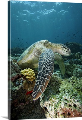 Green Sea Turtle on coral reef, Sipadan Island, Celebes Sea, Borneo