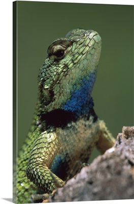 Green Spiny Lizard (Sceloporus malachiticus) male, Costa Rica