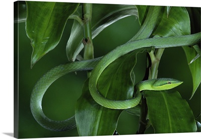 Green Vine Snake (Oxybelis fulgidus) camouflaged among rainforest leaves, Costa Rica