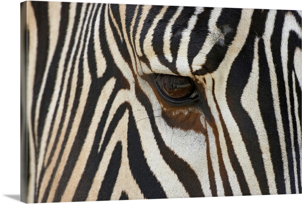 Large photograph focuses on the head of a striped African wild horse standing still.