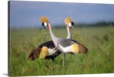 Grey Crowned Crane couple courting, Masai Mara National Reserve, Kenya