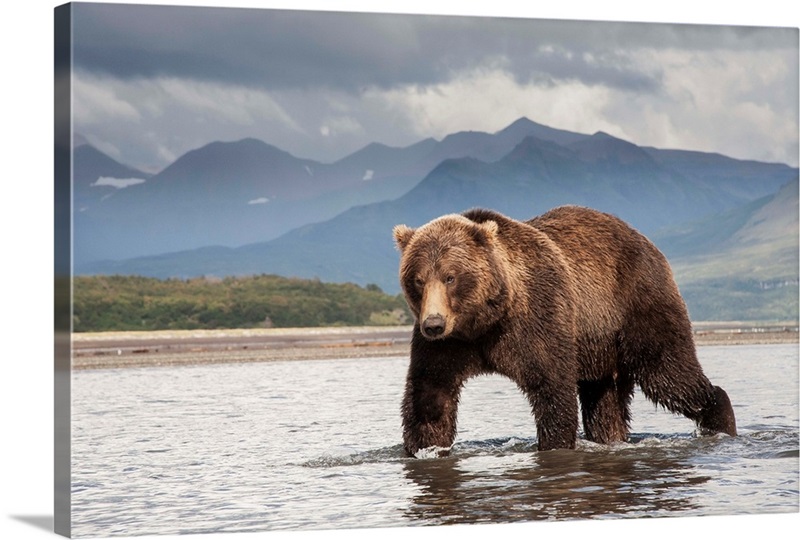 Grizzly Bear in river, Katmai National Park, Alaska Wall Art, Canvas ...
