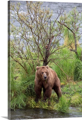 Grizzly Bear male scent marking on rubbing tree, Katmai National Park, Alaska