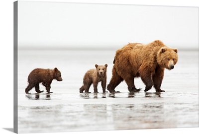 Grizzly Bear mother and cubs, Lake Clark National Park, Alaska